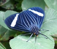 Lepidoptera