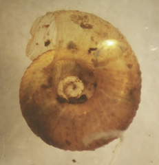 Striatura