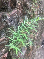 Pellaea atropurpurea
