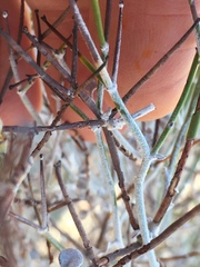 Eriogonum deserticola