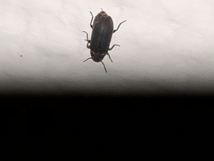 Hadrobregmus pertinax