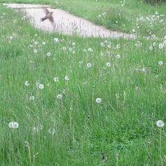 Passer domesticus domesticus