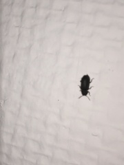 Hadrobregmus pertinax