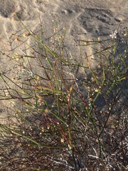 Eriogonum deserticola
