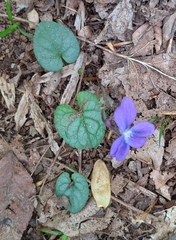 Viola walteri