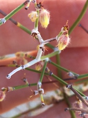 Eriogonum deserticola