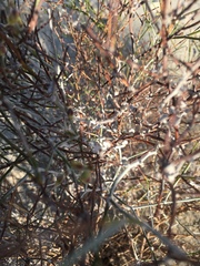 Eriogonum deserticola