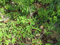 Taenidia integerrima