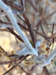 Eriogonum deserticola