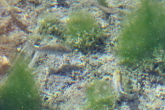 Cyprinodon nevadensis mionectes