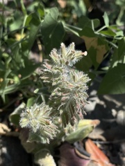 Phacelia phacelioides