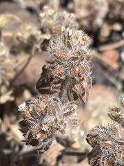Phacelia phacelioides