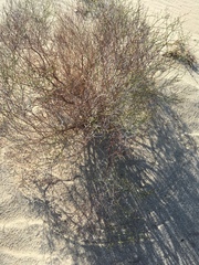 Eriogonum deserticola