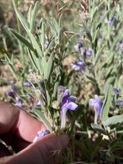 Scutellaria siphocampyloides