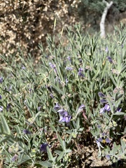 Scutellaria siphocampyloides