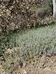 Scutellaria siphocampyloides