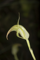 Pterostylis acuminata