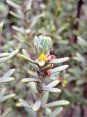 Thymelaea tinctoria