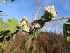 Malacothamnus fremontii