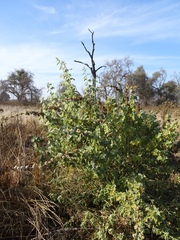 Malacothamnus fremontii