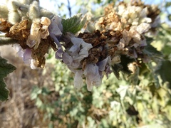 Malacothamnus fremontii