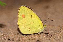 Pyrisitia lisa centralis