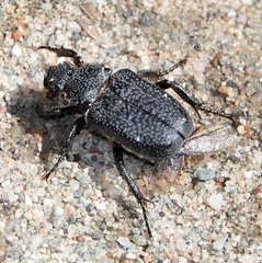 Cremastocheilus castaneae