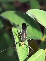 Zelus laticornis