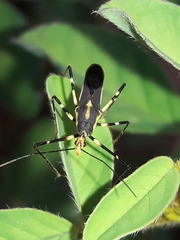 Zelus laticornis