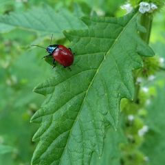 Chrysolina polita