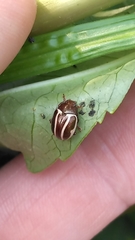 Calligrapha bidenticola