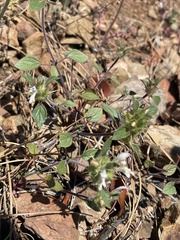 Acanthomintha lanceolata