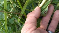 Calligrapha bidenticola