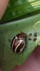 Calligrapha bidenticola
