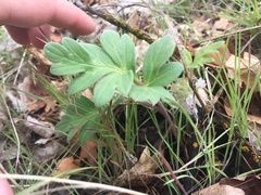 Hydrophyllum capitatum