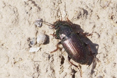 Harpalus distinguendus