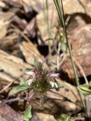 Acanthomintha lanceolata