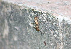 Cephalotes atratus