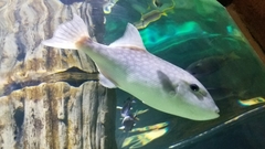 Canthidermis maculata