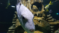 Canthidermis maculata