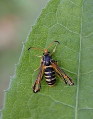 Bembecia ichneumoniformis