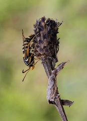 Bembecia ichneumoniformis