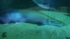Arapaima gigas
