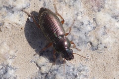 Harpalus distinguendus