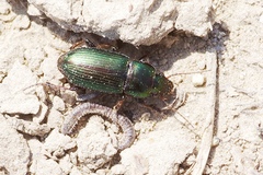 Harpalus distinguendus