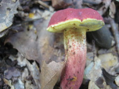 Exsudoporus floridanus