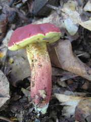 Exsudoporus floridanus
