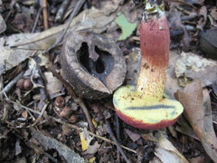 Exsudoporus floridanus