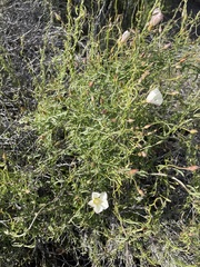 Calystegia macrostegia tenuifolia