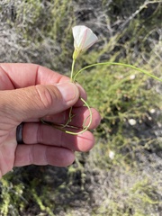 Calystegia macrostegia tenuifolia